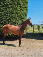 Super brave dressuur merrie te koop!, Dieren en Toebehoren, Paarden, Merrie, Dressuurpaard