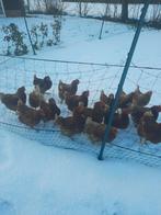 Legkippen, Dieren en Toebehoren, Pluimvee, Vrouwelijk, Kip