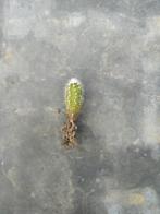 Cactus 010 echinocereus spp. EUR 0,50 per stuk, Ophalen of Verzenden, Cactus, Minder dan 100 cm