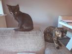 Kittens, Meerdere dieren, Kortharig, 0 tot 2 jaar