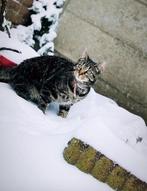 Een poes, Dieren en Toebehoren, Katten en Kittens | Raskatten | Korthaar, Poes, Ontwormd, 0 tot 2 jaar