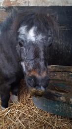 Goed huis gezocht voor mini paardje (merrie) 24 jaar, Dieren en Toebehoren, Merrie, Minder dan 160 cm, Niet van toepassing, 11 jaar of ouder