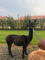 Alpaca merrie zwart grijs, Dieren en Toebehoren, Juli, Vrouwelijk