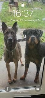 Puppy Mechelse herder x rottweiler, Dieren en Toebehoren, Honden | Herdershonden en Veedrijvers, 8 tot 15 weken, Teef, Herder