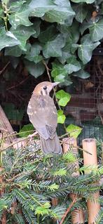 Damalijster poppen., Vrouwelijk, Wildzangvogel, Geringd
