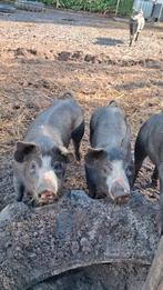 Husumer X Berkshire biggen te koop, Dieren en Toebehoren, Schapen, Geiten en Varkens, Meerdere dieren, Varken