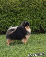 Pomeranian dekreu (FCI), Reu, 1 tot 2 jaar, Parvo, Eén hond
