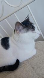 Kater, Ophalen of Verzenden