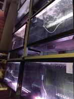 aquariumkweekstelling met 15 bakken 56 - 32 -38, Dieren en Toebehoren, Vissen | Aquaria en Toebehoren, Ophalen, Gebruikt, Leeg aquarium