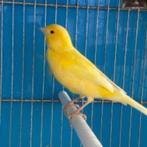 GEZOCHT WATERSLAGER KANARIE, Dieren en Toebehoren, Vogels | Kanaries, Mannelijk