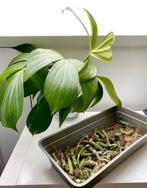 Philodendron dragon tail, Huis en Inrichting, Kamerplanten, Ophalen of Verzenden