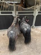 2 mini pony merries te koop, Dieren en Toebehoren, Paarden en Pony's | Dekhengsten en Fokmerries, Merrie