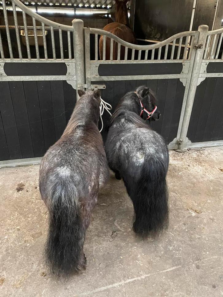 2 mini pony merries te koop, Dieren en Toebehoren, Paarden en Pony's | Dekhengsten en Fokmerries, Merrie