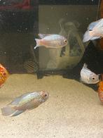 Electric Blue Acara – 4 stuks (alleen samen), Dieren en Toebehoren, Vis, Zoetwatervis, Schoolvis