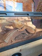 Baardagaam inclusief terrarium, Ophalen