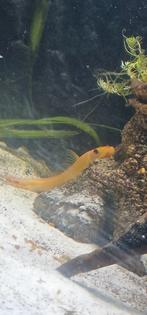 2 chinese algeneters, Dieren en Toebehoren, Vissen | Aquariumvissen, Overige typen, Zoetwatervis, Schoolvis