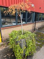 Grote plantenbak gratis ophalen heafland 8G Brunssum, Tuin en Terras, Ophalen, Rond, Minder dan 60 cm