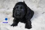Mooie engelse cocker spaniel pups., Nederland, 8 tot 15 weken, CDV (hondenziekte), Meerdere