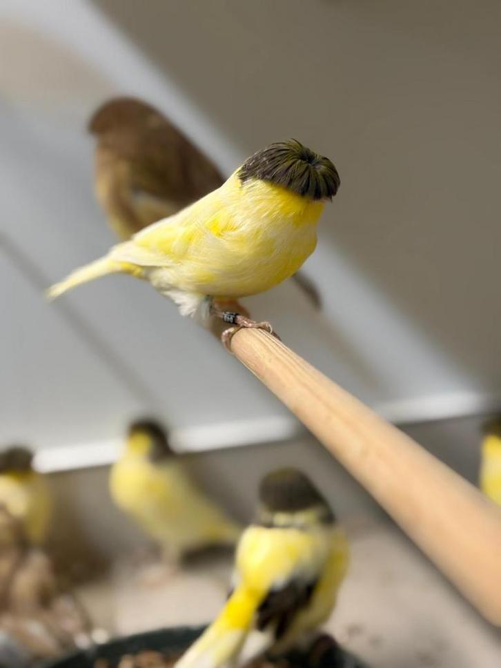 Gevraagd voor de export gloster kanaries in lichte kleuren, Dieren en Toebehoren, Vogels | Kanaries, Postuurkanarie, Meerdere dieren