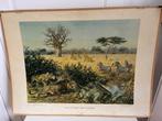 Schoolplaat dieren kalahari JB Wolters, Ophalen, Natuur en Biologie