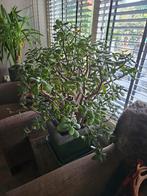 Grote Vetplant in Pot, Huis en Inrichting, Kamerplanten, Ophalen, Vetplant, Halfschaduw, In pot