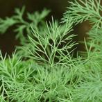 Uit de biologische moestuin: Dille, plantjes., Ophalen, Volle zon, Eenjarig, Kruiden