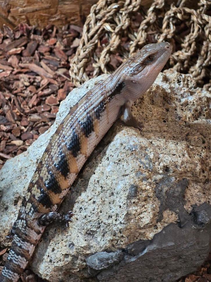 Tiliqua scincoides intermedia nakweek 2025