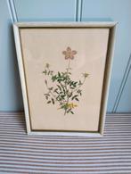 Prachtig! Vintage botanische prent in lijst, Ophalen of Verzenden