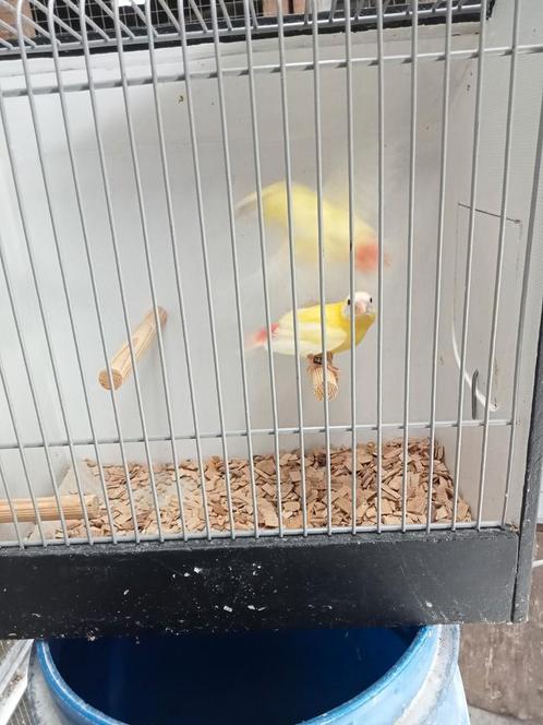 Koppel gele driekleur amedine, Dieren en Toebehoren, Vogels | Overige Vogels, Tropenvogel, Meerdere dieren