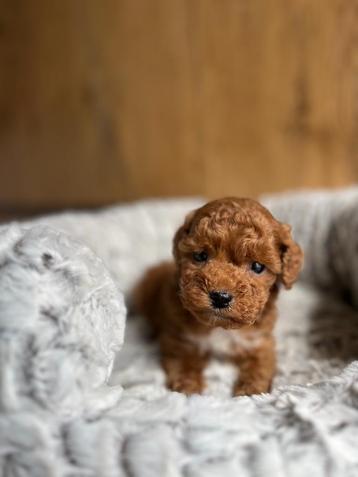 Bij ons Uniek mooie Poedel pupjes te koop,ouders aanwezig beschikbaar voor biedingen