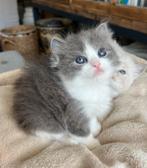 Ragdoll kittens ,nog 1 kitten beschickbaar, Meerdere dieren