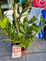 Zamioculcas Zamiifolia ZZ-plant veel nieuwe scheuten, Ophalen, Overige soorten, Halfschaduw, In pot