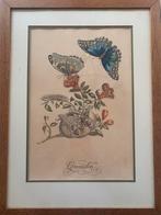 Maria Sibylla Merian - Grenadier met Vlinders, Antiek en Kunst, Kunst | Etsen en Gravures, Ophalen of Verzenden