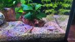 Rode Neocaridina garnalen, Ophalen, Nieuw