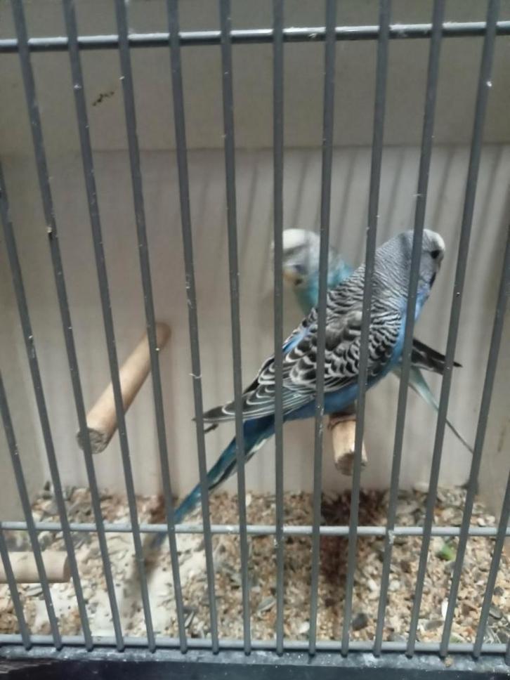 Diverse split blackface grasparkieten, Dieren en Toebehoren, Vogels | Parkieten en Papegaaien, Parkiet, Meerdere dieren