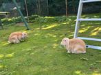 2 konijnen, Dieren en Toebehoren, Konijnen, Meerdere dieren, Middelgroot, 0 tot 2 jaar