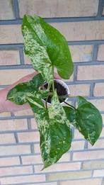 Syngonium Mottled Mojito nr 2, Huis en Inrichting, Kamerplanten, Overige soorten, In pot, Minder dan 100 cm, Groene kamerplant