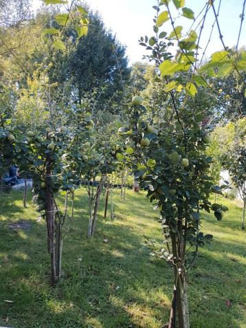 Fruit   beschikbaar voor biedingen