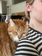 VERMIST! MISSING!, Dieren en Toebehoren, Katten en Kittens | Overige Katten, Kater