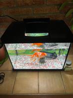 Vissenaquarium met vissen en veel meer in de omschrijving, Dieren en Toebehoren, Vissen | Aquaria en Toebehoren, Ophalen, Nieuw