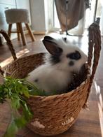 Ik zoek een thuis voor lieve konijntjes!, Dieren en Toebehoren, Knaagdieren, Juni, Meerdere dieren, Overige typen