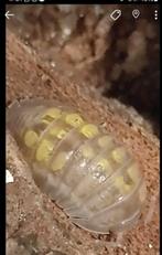 Isopods armadillidium Granulatum (yellow), Overige soorten