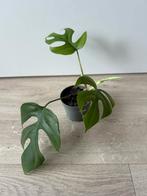 Raphidophora tetrasperma (monstera minima), Ophalen of Verzenden, Overige soorten, Minder dan 100 cm