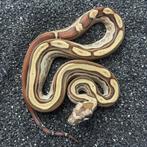 Boa Constrictor Imperator hypo/MotleyAlbino het Leopard NK25, Dieren en Toebehoren, Slang, 0 tot 2 jaar