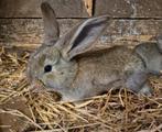 Vlaamse reuzen, Meerdere dieren, Groot, 0 tot 2 jaar