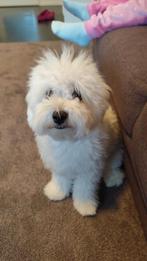 Bichon maltese, Dieren en Toebehoren, Honden | Poolhonden, Keeshonden en Oertypen, Particulier, Rabiës (hondsdolheid), 15 weken tot 1 jaar