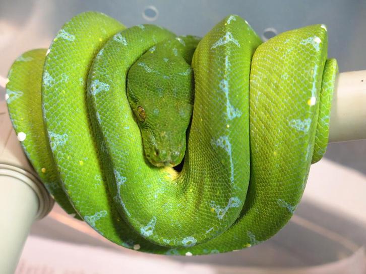 Male morelia viridis sorong adulte
