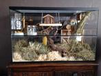 Luxe Terrarium / knaagdierkooi of hok voor Gerbil & Hamster, Minder dan 60 cm, Ophalen of Verzenden, Minder dan 75 cm, Nieuw