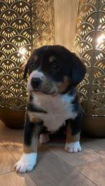 Entlebucher Sennen puppy‘s, Dieren en Toebehoren, Fokker | Hobbymatig, Rabiës (hondsdolheid), 8 tot 15 weken, Buitenland