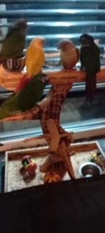 2x pyrhuras misty.1cinnamon.1 sunsheek, Dieren en Toebehoren, Geslacht onbekend, Parkiet, Geringd